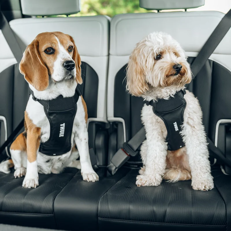 Thule | Cappy