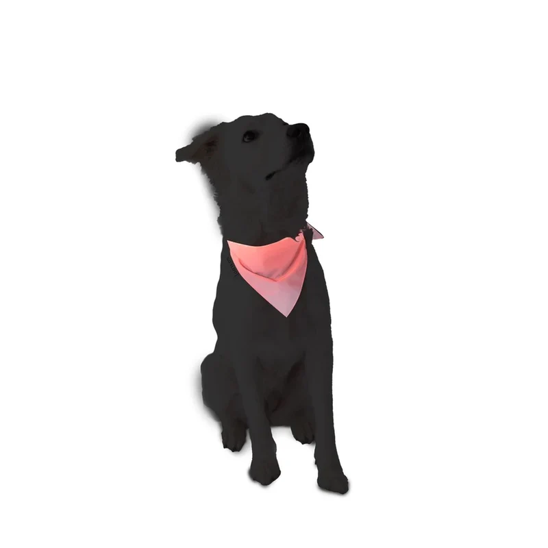 Bandana réfléchissant pour chien GOFLUO