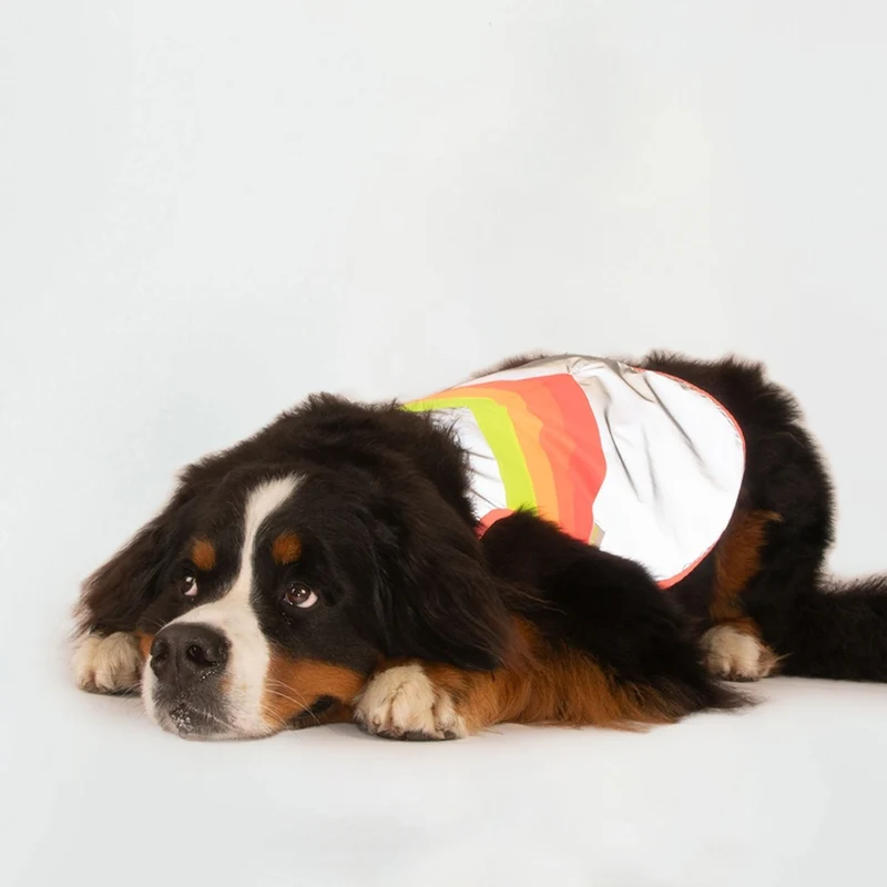 Gilet réfléchissant pour chien GoFluo